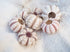 Baby Sputnik Sea Urchin - Pack of 10
